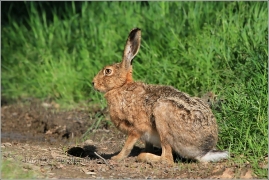 <p>ZAJÍC POLNÍ (Lepus europaeus) okolí Šluknovsko - Knížecí /European hare - Feldhase/</p>